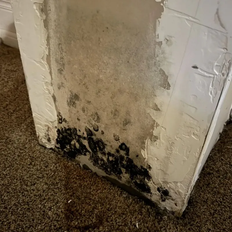 Professional Mold Removal in Danville, AR